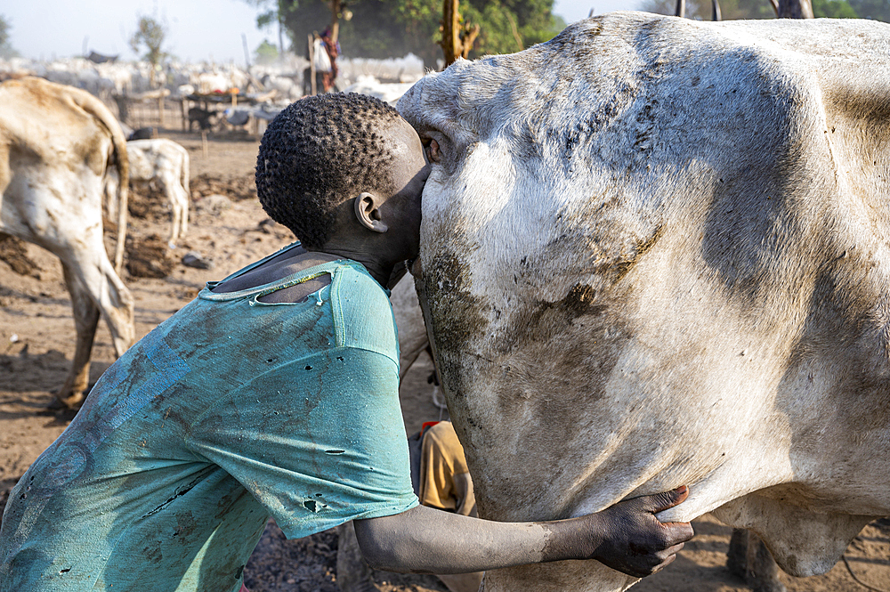 Young boy blowing up the bottom of a cow to increase the milk production, Mundari tribe, South Sudan, Africa