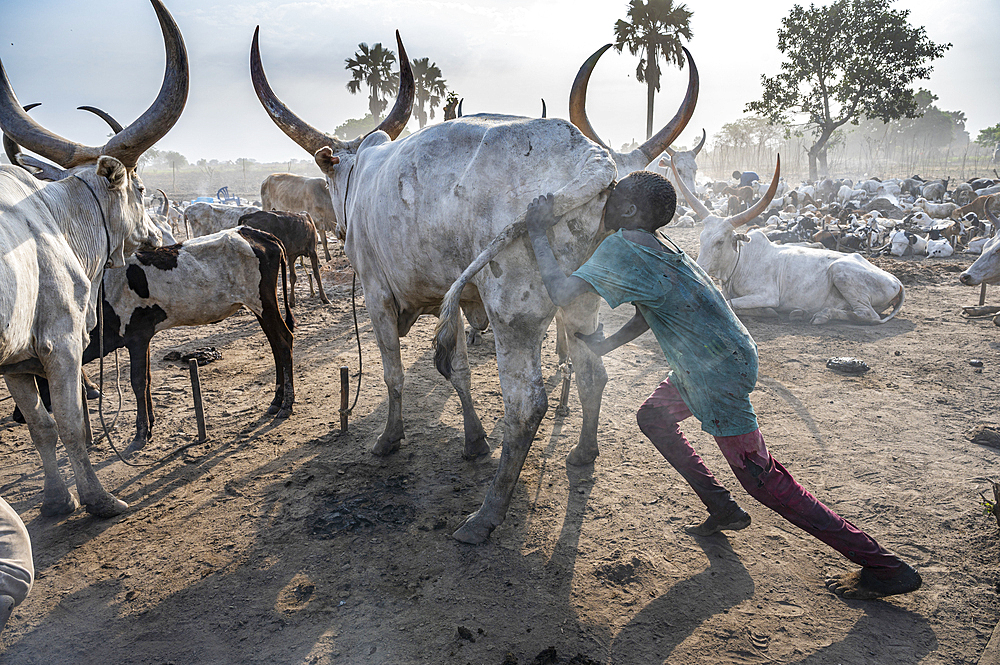 Young boy blowing up the bottom of a cow to increase the milk production, Mundari tribe, South Sudan, Africa