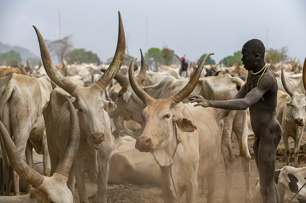 Naked Mundari man cleaning a cow, Mundari tribe, South Sudan, Africa