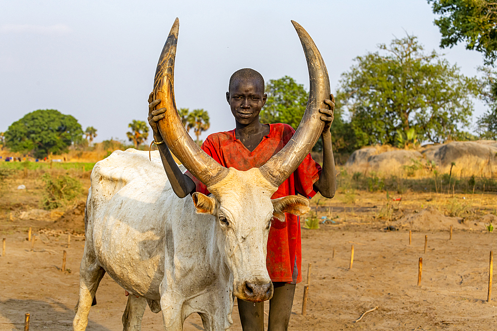 Mundari boy posing with a long horn cow, Mundari tribe, South Sudan, Africa