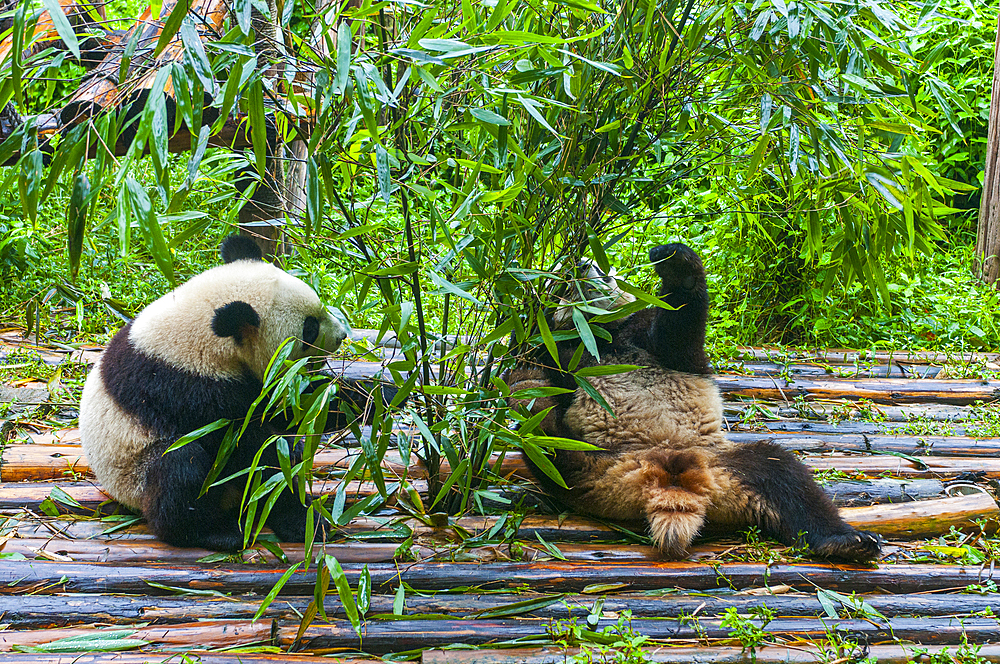 Panda Bear, Chengdu, Sichuan, China, Asia