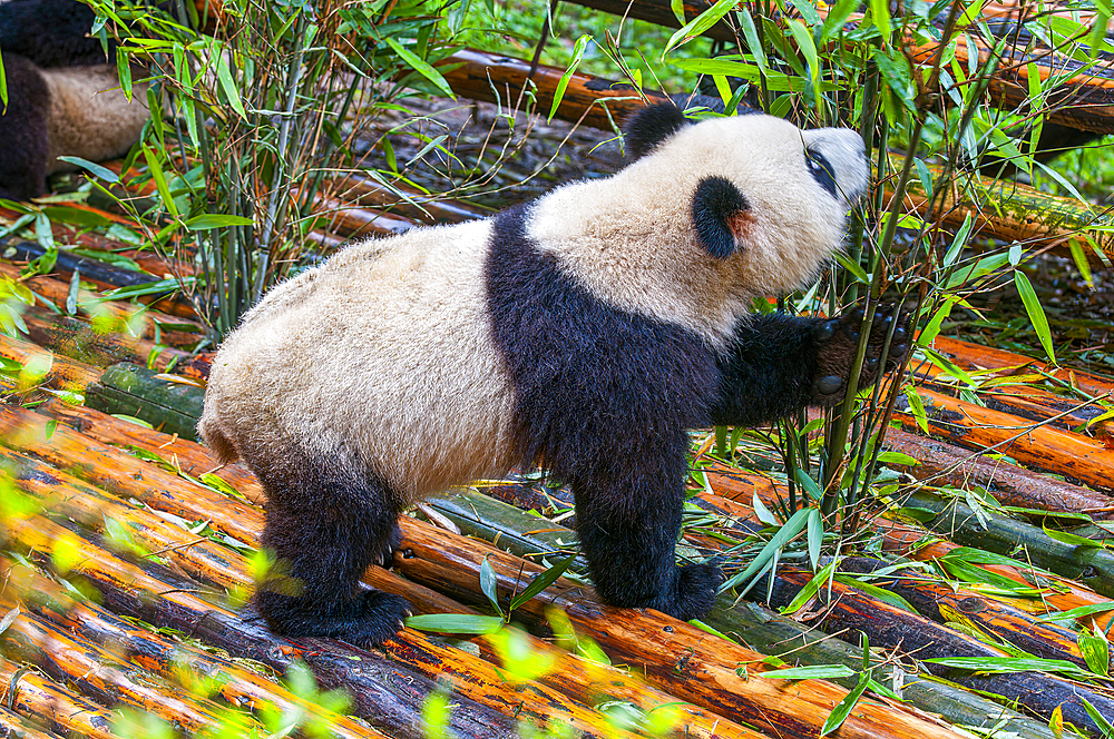 Panda Bear, Chengdu, Sichuan, China, Asia