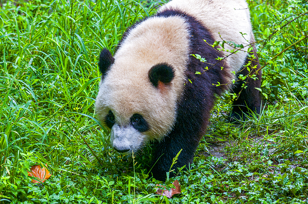 Panda Bear, Chengdu, Sichuan, China, Asia