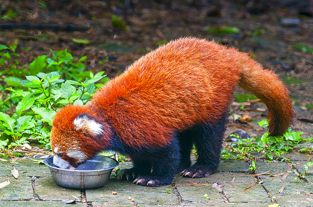 Red Panda (Ailurus fulgens) in the Giant Panda Bear Reservation, Chengdu, Sichuan, China, Asia