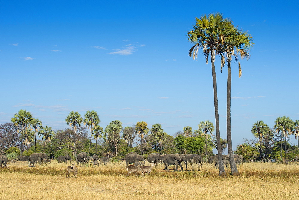 Waterbucks (Kobus ellipsiprymnus) in front of African bush elephants (Loxodonta africana), Liwonde National Park, Malawi, Africa