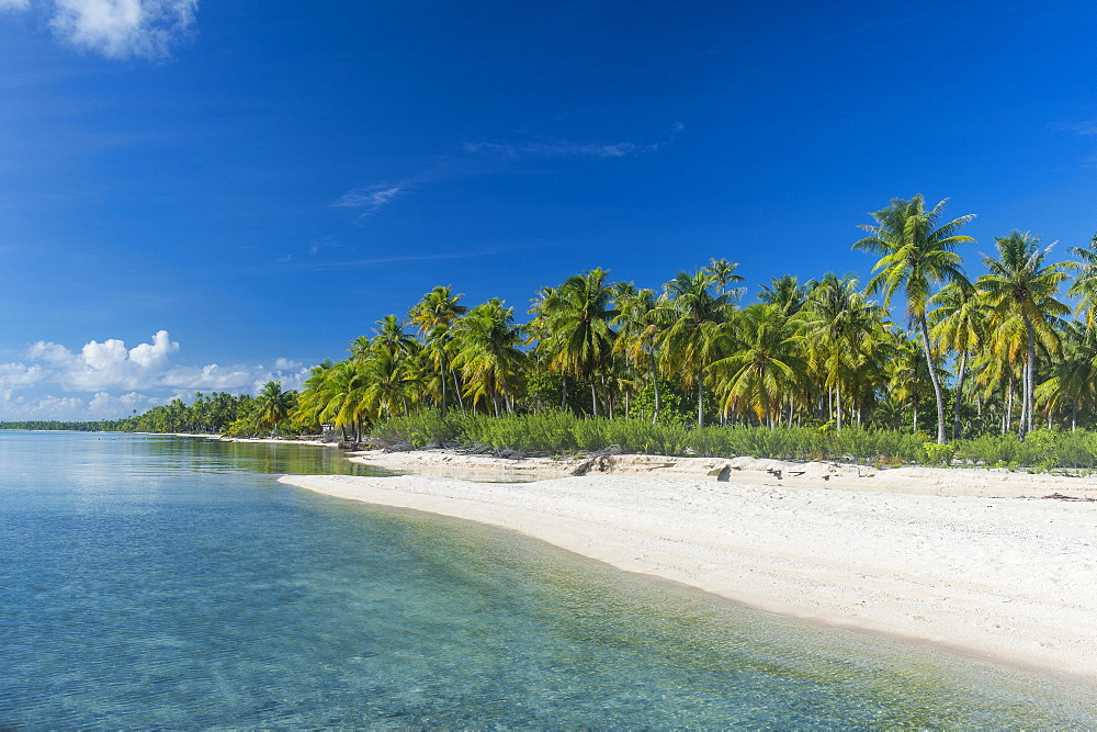 Beautiful palm fringed white sand beach in the turquoise waters of Tikehau, Tuamotus, French Polynesia, Pacific