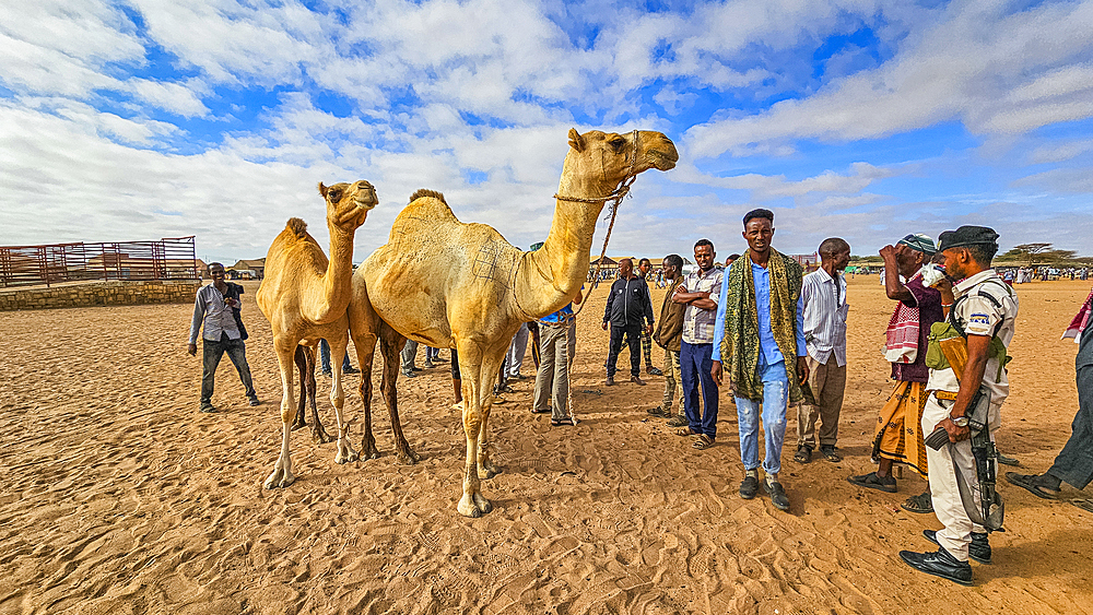 Camel market, Burao, south eastern Somaliland, Somalia, Africa