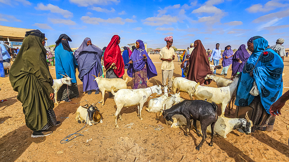 Group of women and goats at Cattle market, Burao, south eastern Somaliland, Somalia, Africa