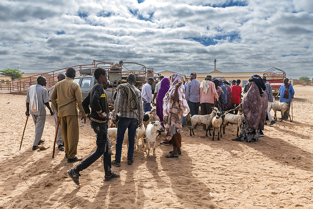 Goats at Cattle market, Burao, south eastern Somaliland, Somalia, Africa