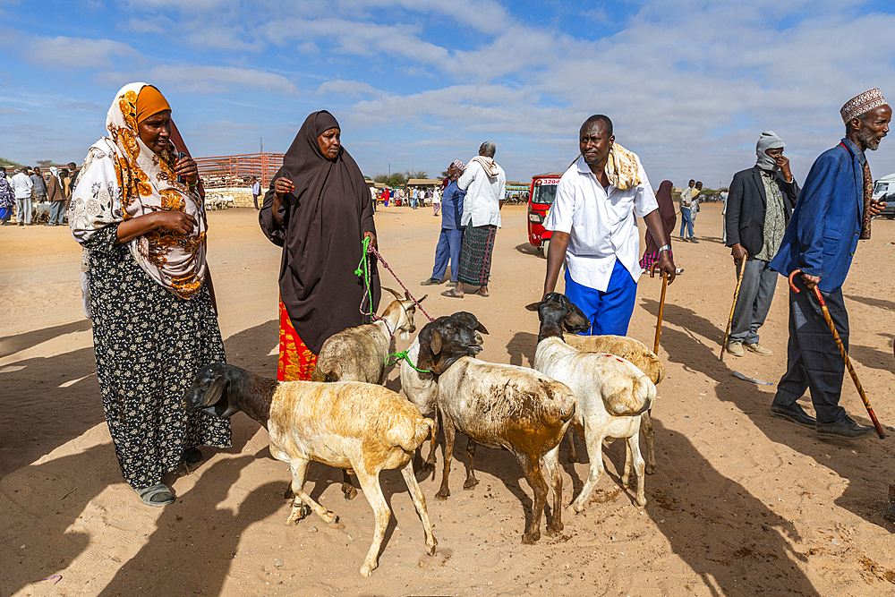 Goats at Cattle market, Burao, south eastern Somaliland, Somalia, Africa