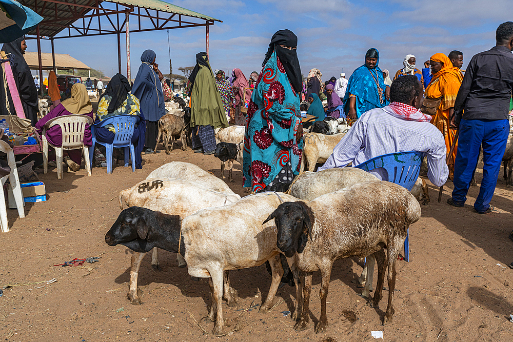 Veiled woman and goats at Cattle market, Burao, south eastern Somaliland, Somalia, Africa