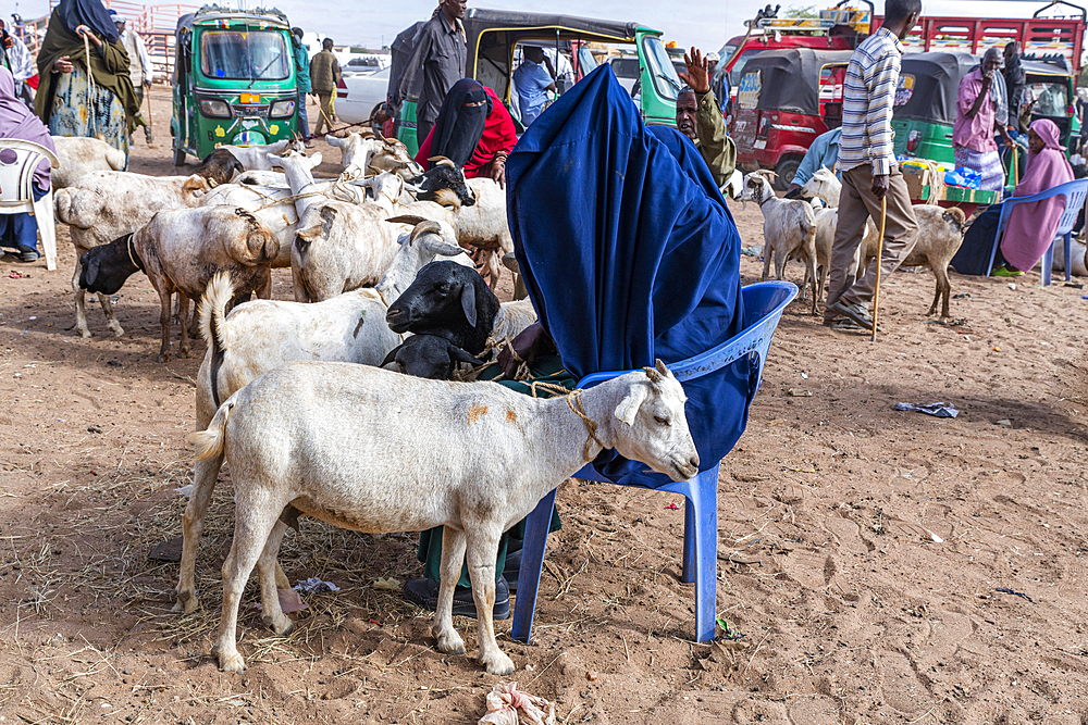 Goats at Cattle market, Burao, south eastern Somaliland, Somalia, Africa