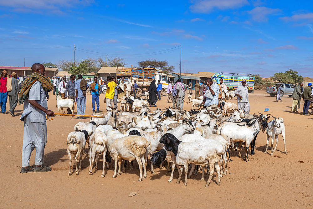 Goats at Cattle market, Burao, south eastern Somaliland, Somalia, Africa