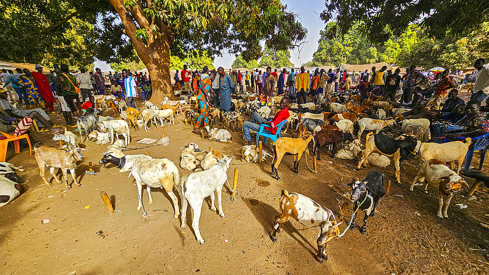 Cattle auction, Wau, Western Bahr el Ghazal, South Sudan, Africa