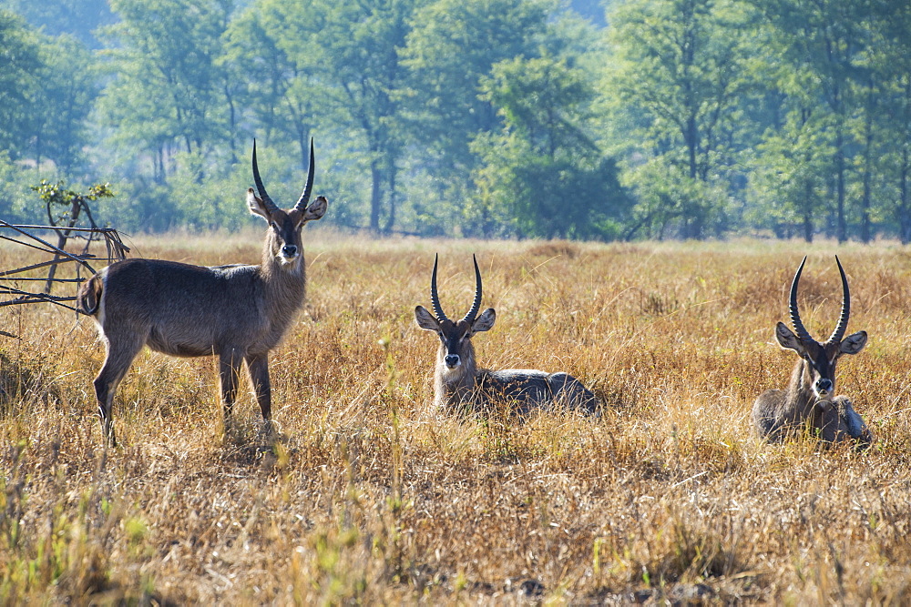 Waterbucks (Kobus ellipsiprymnus), Liwonde National Park, Malawi, Africa