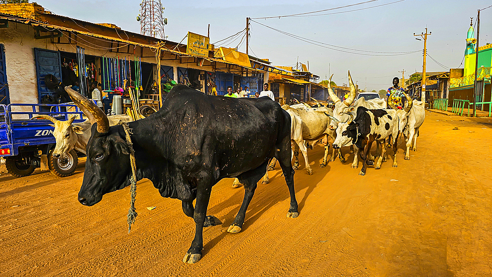 Cows walking through Wau, Western Bahr el Ghazal, South Sudan, Africa