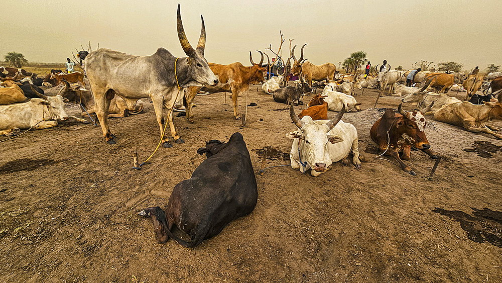 Dinka cattle camp, Bor, central region, South Sudan, Africa