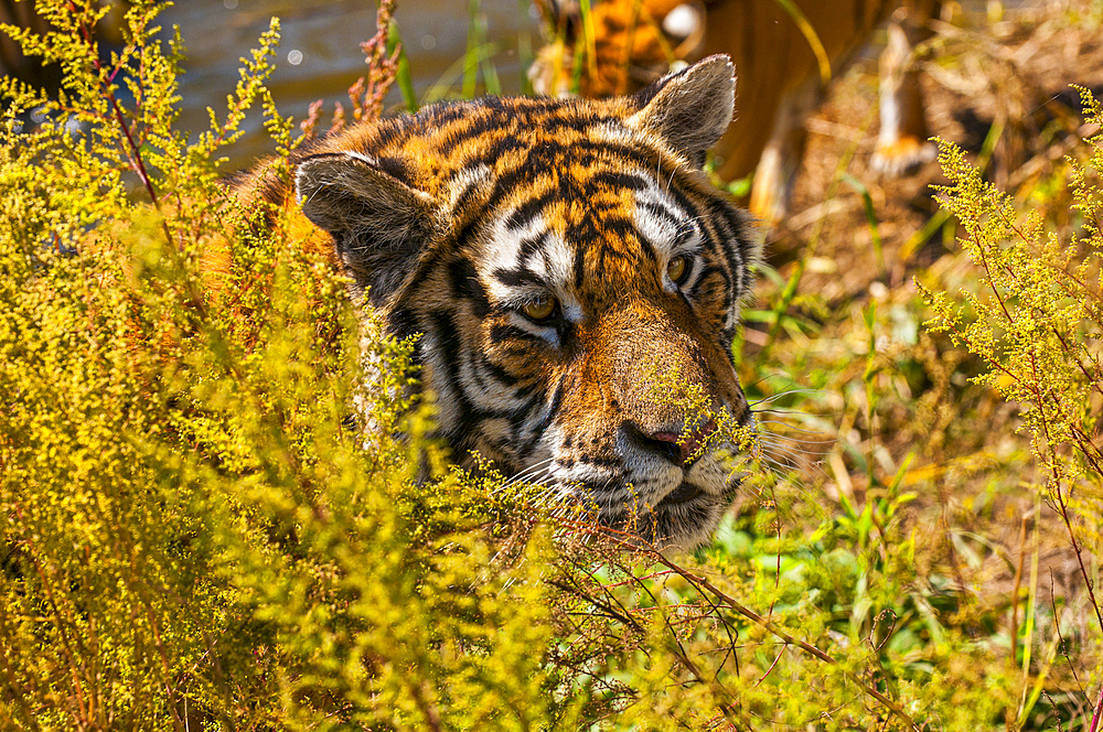 Siberian Tiger in the Siberian Tiger Park, Harbin, Heilongjiang, China, Asia