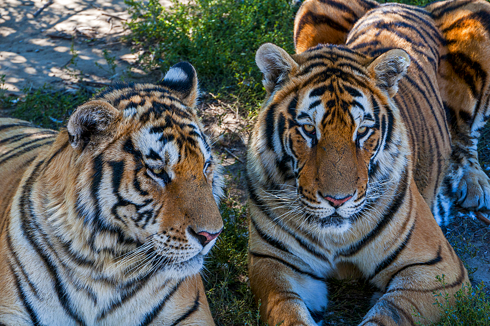 Siberian Tigers in the Siberian Tiger Park, Harbin, Heilongjiang, China, Asia