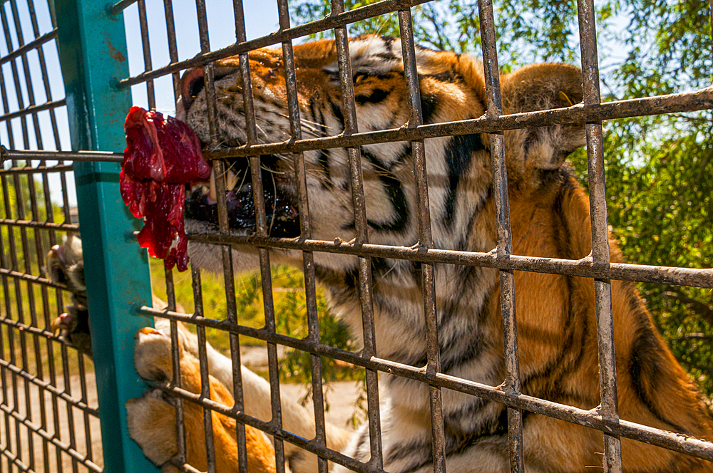 Siberian Tiger in the Siberian Tiger Park, Harbin, Heilongjiang, China, Asia