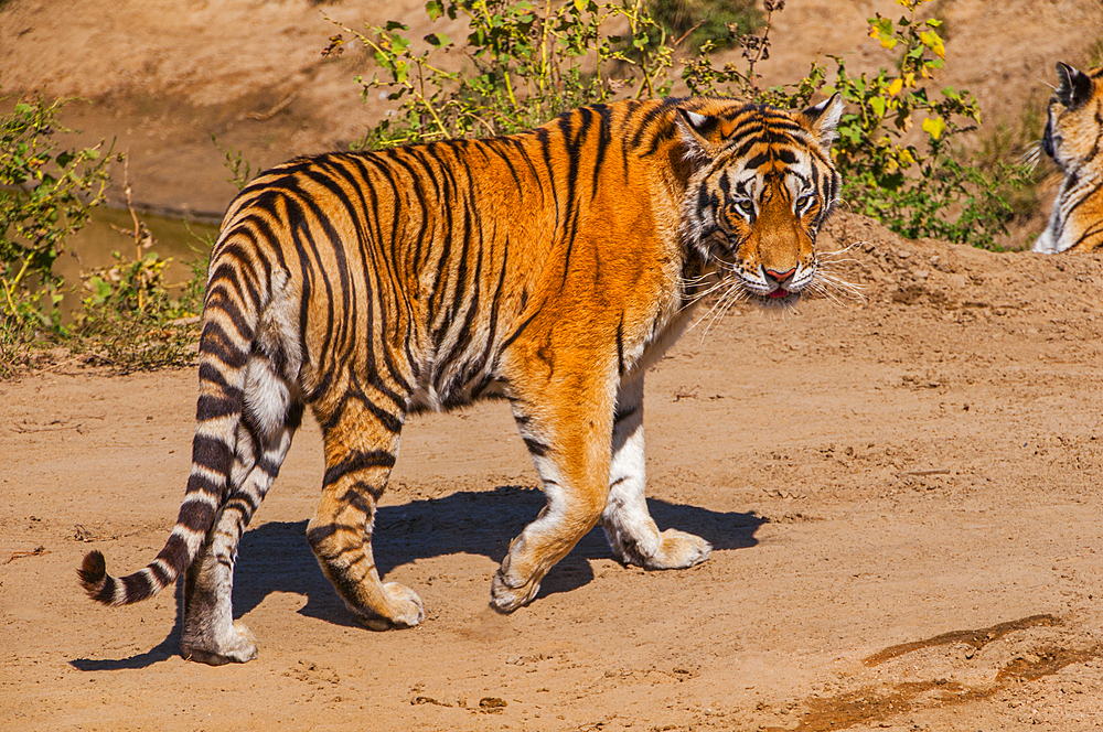 Siberian Tiger in the Siberian Tiger Park, Harbin, Heilongjiang, China, Asia