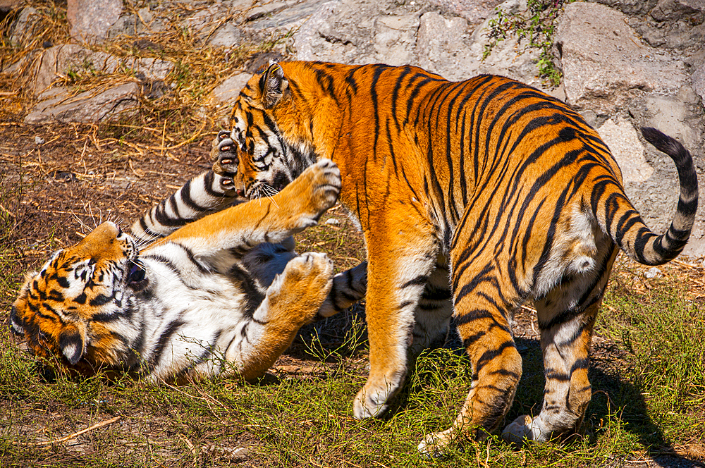 Siberian Tigers playing in the Siberian Tiger Park, Harbin, Heilongjiang, China, Asia