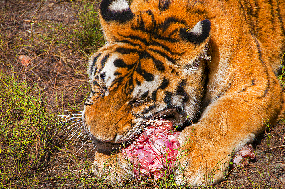 Siberian Tiger in the Siberian Tiger Park, Harbin, Heilongjiang, China, Asia