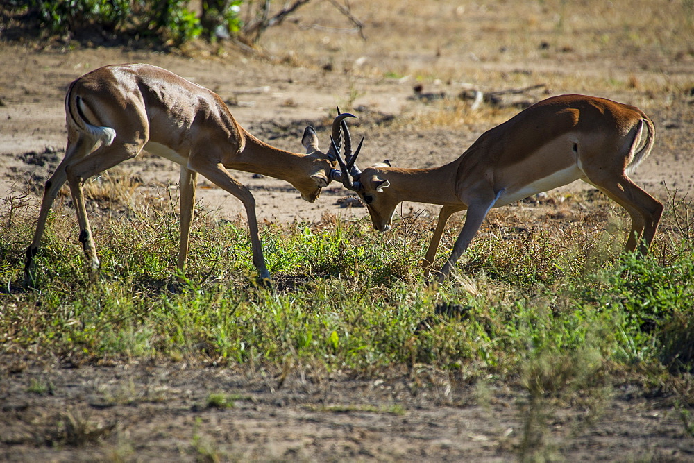 Impala (Aepyceros melampus) fighting in the Liwonde National Park, Malawi, Africa