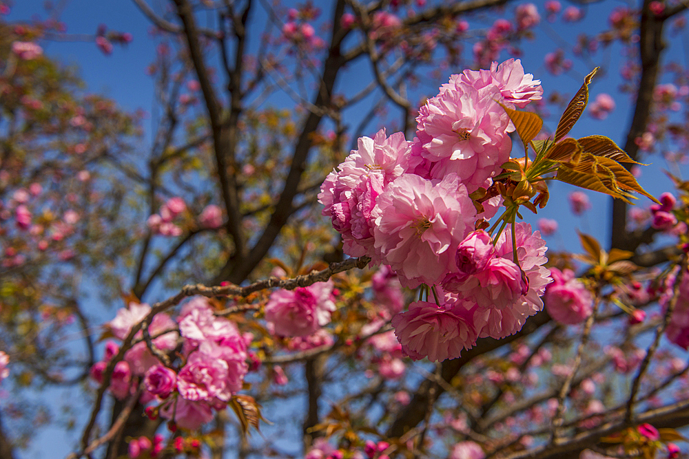 Cherry blossom, Senso-ji temple, Asakusa, Tokyo, Honshu, Japan, Asia