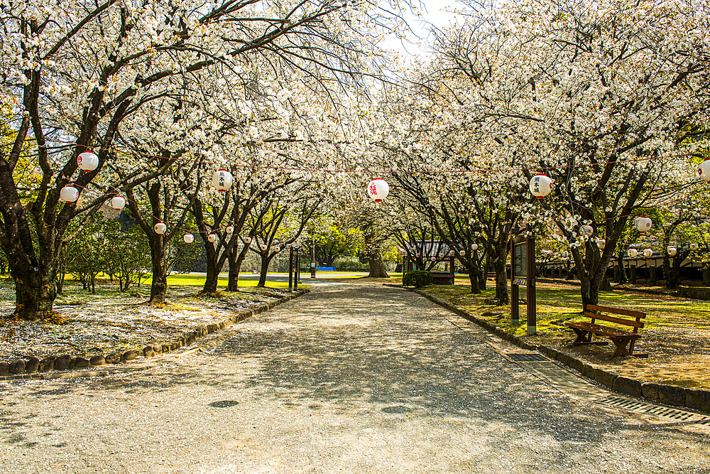 Cherry blossom in the garden of Kumamoto Japanese Castle, Kumamoto, Kyushu, Japan, Asia