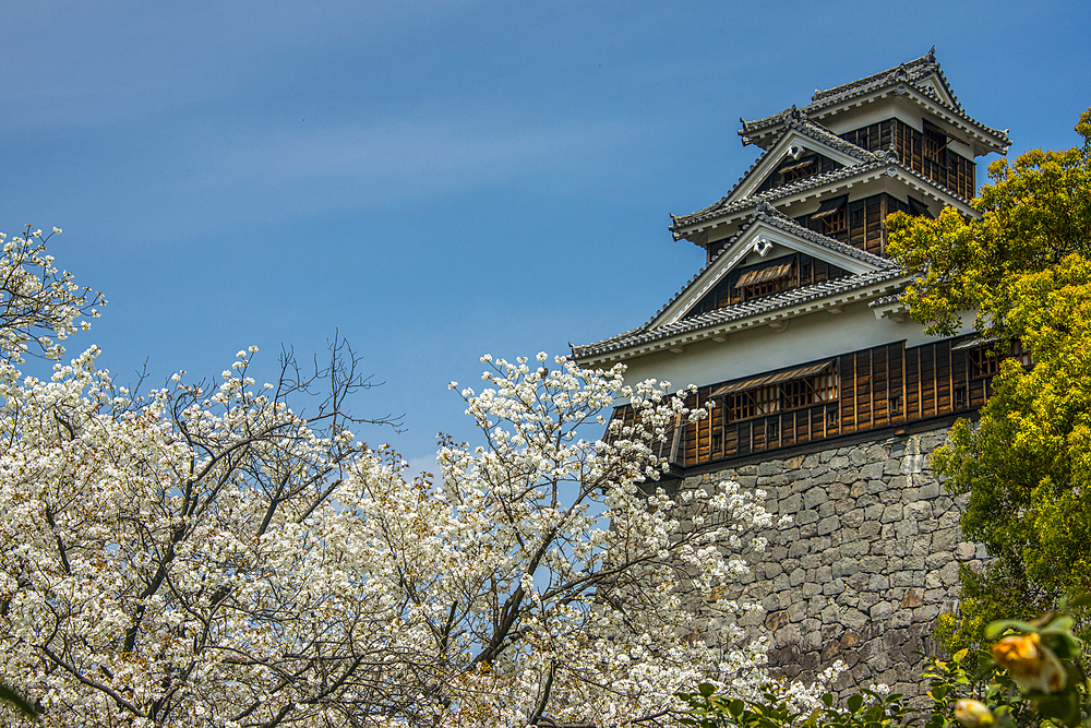 Cherry blossom in the Kumamoto Japanese Castle, Kumamoto, Kyushu, Japan, Asia