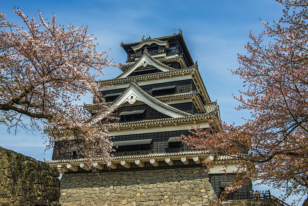 Cherry blossom in the Kumamoto Japanese Castle, Kumamoto, Kyushu, Japan, Asia