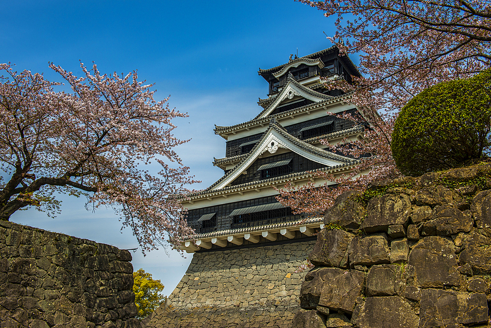 Cherry blossom in the Kumamoto Japanese Castle garden, Kumamoto, Kyushu, Japan, Asia