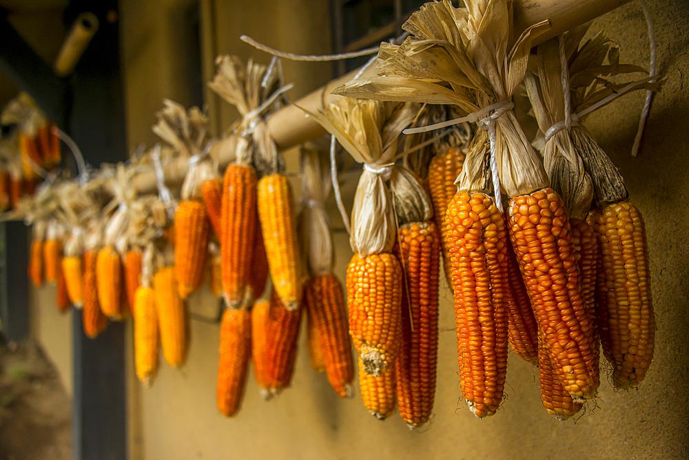 Corn strung up to dry in the Kurokawa Onsen, public spa, Kyushu, Japan, Asia