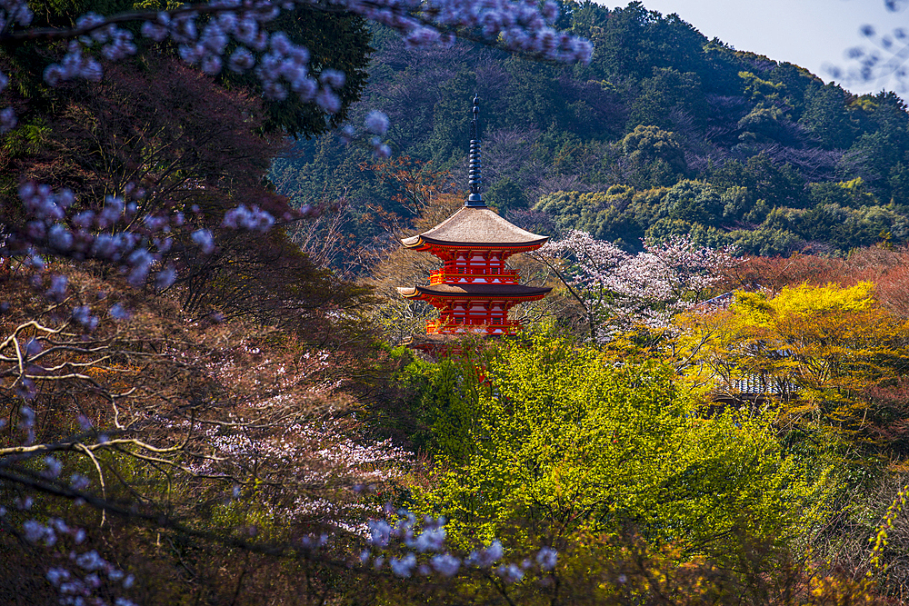 Cherry blossom in the Kiyomizu-dera Buddhist temple, UNESCO World Heritage Site, Kyoto, Honshu, Japan, Asia