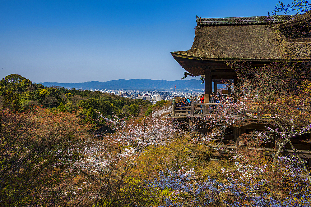 Cherry blossom in the Kiyomizu-dera Buddhist temple, UNESCO World Heritage Site, Kyoto, Honshu, Japan, Asia