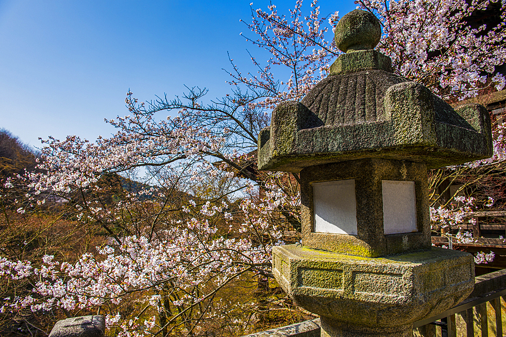 Little shrine and cherry blossom in the Kiyomizu-dera Buddhist temple, UNESCO World Heritage Site, Kyoto, Honshu, Japan, Asia