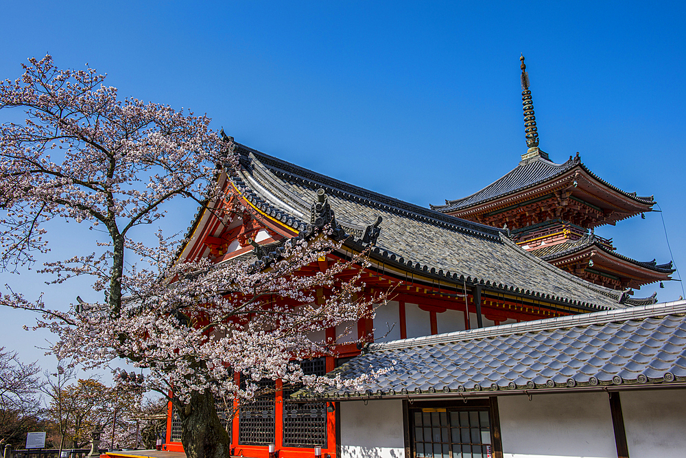 Cherry blossom in the Kiyomizu-dera Buddhist temple, UNESCO World Heritage Site, Kyoto, Honshu, Japan, Asia