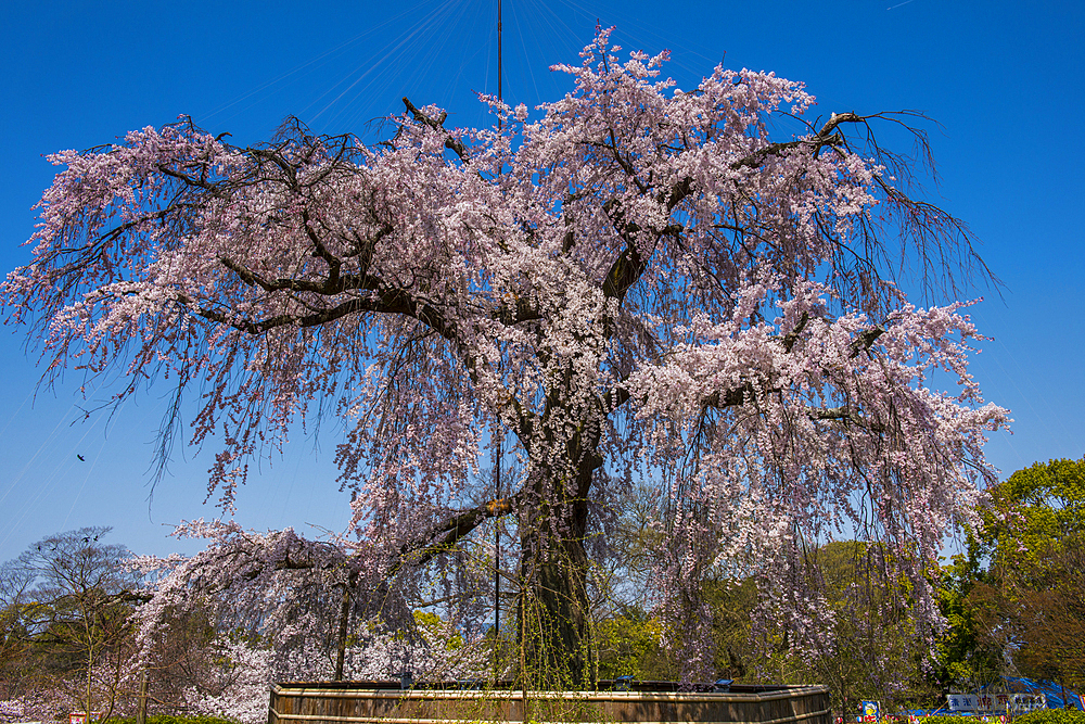 Cherry blossom in the Maruyama-Koen Park, Kyoto, Honshu, Japan, Asia