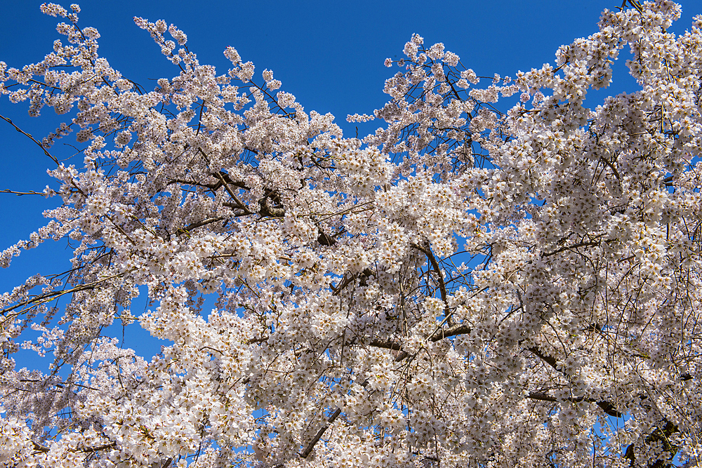 Cherry blossom in the Maruyama-Koen Park, Kyoto, Honshu, Japan, Asia