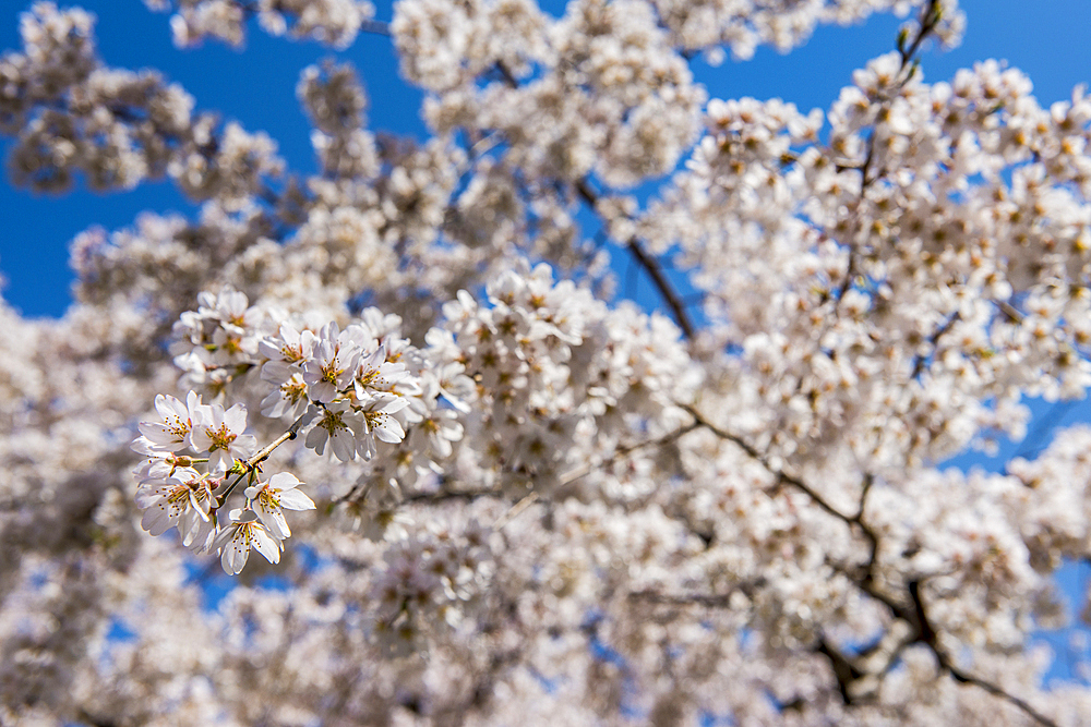 Cherry blossom in the Maruyama-Koen Park, , Kyoto, Honshu, Japan, Asia