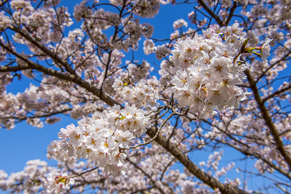 Cherry blossom in the Maruyama-Koen Park, Kyoto, Honshu, Japan, Asia