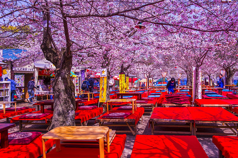 Japanese restaurant tables under Cherry blossom in the Maruyama-Koen Park, Kyoto, Honshu, Japan, Asia