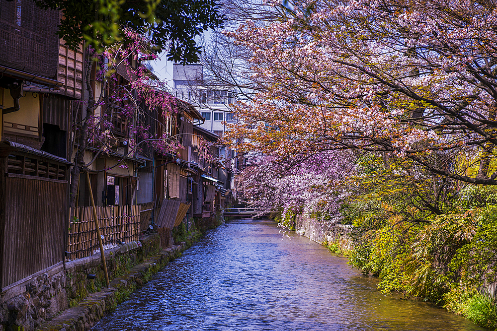 Cherry blossom in Gion, the Geisha quarter, Kyoto, Honshu, Japan, Asia