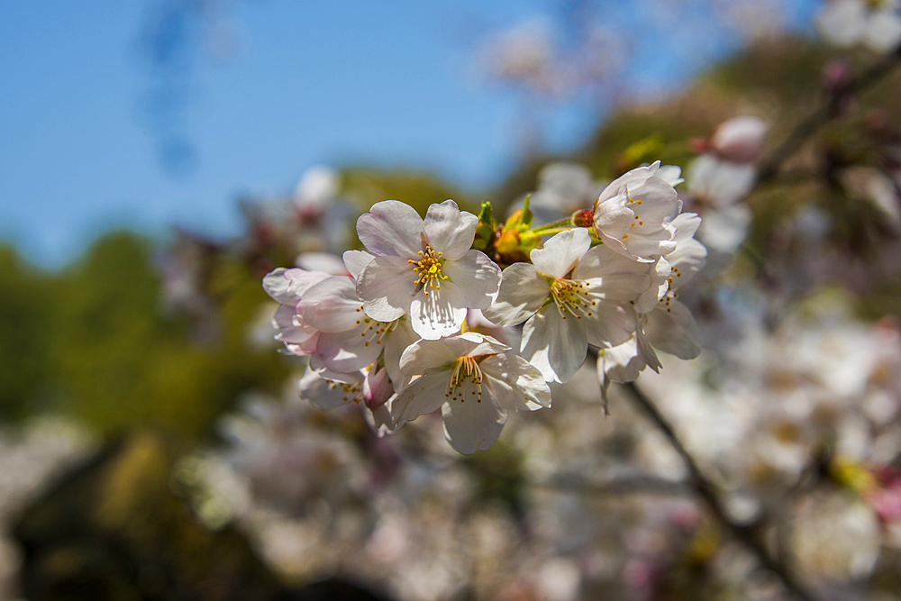 Close-up of cherry  blossom, Okazaki Park in the Heian Jingu Shrine, Kyoto, Honshu, Japan, Asia