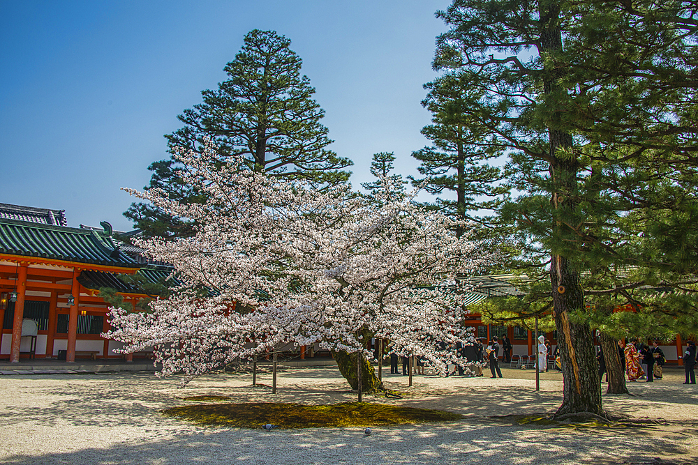 Park in the Heian Jingu Shrine, Kyoto, Honshu, Japan, Asia