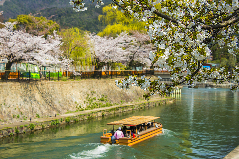 Cherry blossom and a little tourist boat, Kyoto, Honshu, Japan, Asia