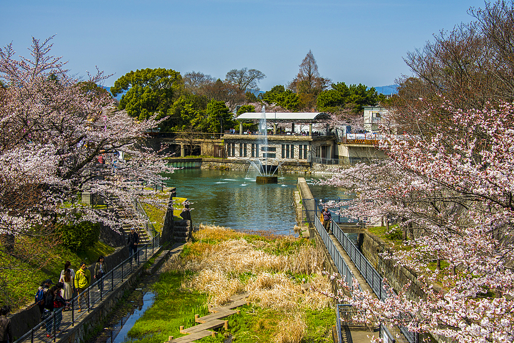 Cherry blossom and fountain, Kyoto, Honshu, Japan, Asia