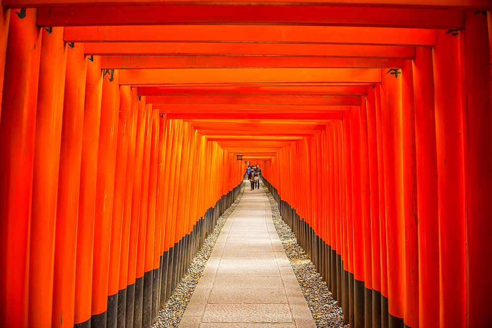 The Endless Red Gates (Torii) of Kyoto's Fushimi Inari, Kyoto, Honshu, Japan, Asia