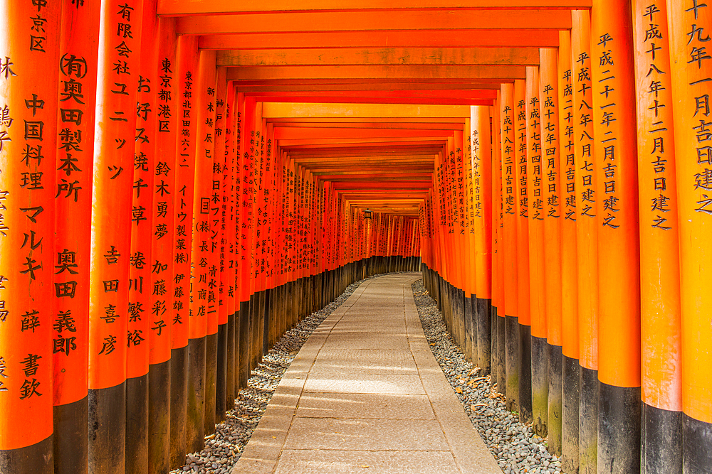 The Endless Red Gates (Torii) of Kyoto's Fushimi Inari, Kyoto, Honshu, Japan, Asia